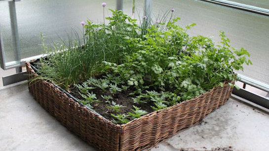 Sammenklappelig urtehave – urban gardening Altan urtehave